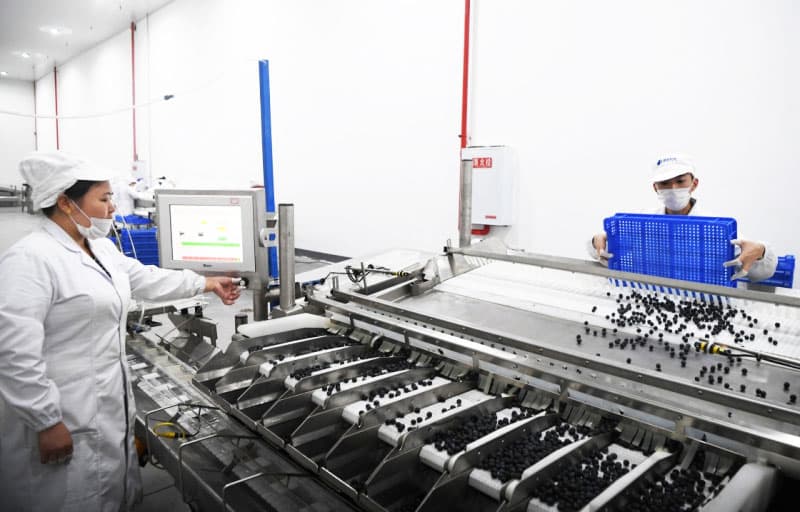 blueberry packing line